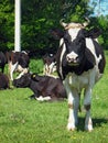 Serious cow with bandaged horns on the meadow Royalty Free Stock Photo