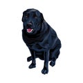 Serious dog breed black Labrador Retriever Royalty Free Stock Photo