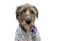 Serious dog dressed as a veterinarian with stethoscope and gown paw print pattern. Isolated on white background