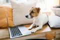 Serious dog using laptop working remotely online. Royalty Free Stock Photo