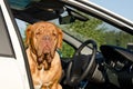 Serious driver dog inside the car Royalty Free Stock Photo