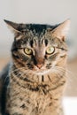 Serious funny cat portrait. Vertical photo. Tabby home pet on a sunny day