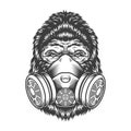 Serious gorilla in monochrome style Royalty Free Stock Photo