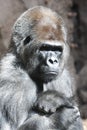 Serious gorilla portrait Royalty Free Stock Photo