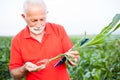 Serious gray haired senior agronomist or farmer in red shirt examining corn plant roots Royalty Free Stock Photo