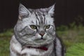 Serious grey cat of british or scottish breed breeds sits Royalty Free Stock Photo