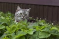 Serious grey cat of british or scottish breed breeds sits Royalty Free Stock Photo