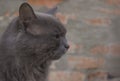 Serious grey cat with expressive facial features looks into the distance. Royalty Free Stock Photo