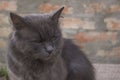 Serious grey cat with expressive facial features looks into the distance. Royalty Free Stock Photo