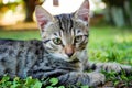 Serious grey striped kitten lying on the grass. Closeup of tabby gray young cat watching closely at camera Royalty Free Stock Photo