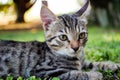 Serious grey striped kitten lying on the grass. Closeup of tabby gray young cat watching closely at something behind camera Royalty Free Stock Photo