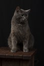 A serious and judgmental black cat on a black background.Studio photography