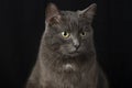 A serious and judgmental black cat on a black background.Studio photography