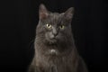 A serious and judgmental black cat on a black background.Studio photography