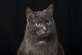 A serious and judgmental black cat on a black background.Studio photography