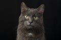 A serious and judgmental black cat on a black background.Studio photography