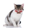 serious little metis kitty looking over sunglasses while sitting