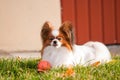 Serious look of papillon dog Royalty Free Stock Photo