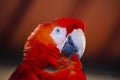 Beautiful and colorful scarlet macaw bird Royalty Free Stock Photo