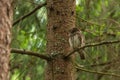 Europe smallest owl Eurasian Pygmy Owl, Glaucidium passerinum, sitting on a branch