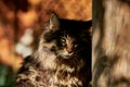 Serious maine coon cat angry looking peeking out from the corner, dark background. Royalty Free Stock Photo