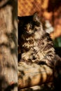 Serious maine coon cat angry looking peeking out from the corner, dark background. Royalty Free Stock Photo