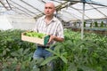 Serious man gardener holding crate with green bamia