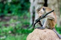 Serious monkey holding stick Royalty Free Stock Photo