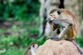 Serious monkey holding stick Royalty Free Stock Photo