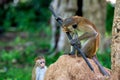 Serious monkey holding stick Royalty Free Stock Photo