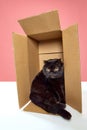 Serious muzzle. Beautiful, purebred, black cat, Scottish fold sitting in carton box isolated over pink studio background