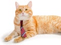 Serious orange cat with a tie