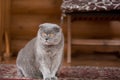 Serious and pensive Blue Scottish Fold cat sitting on a porch of a house and looking somewhere