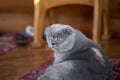 Serious and pensive Blue Scottish Fold cat sitting on a porch of a house and looking somewhere