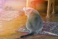 Serious and pensive Blue Scottish Fold cat sitting on a porch of a house and looking somewhere