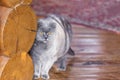 Serious and pensive Blue Scottish Fold cat standing near log wall on a porch of a house and looking somewhere Royalty Free Stock Photo