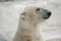 Serious Polar Bear Head