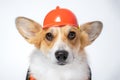 Serious portrait red and white corgi, wearing bright orange safety construction helmet on white background.Guest worker. Copy