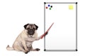 Serious pug puppy dog sitting down, pointing at blank empty white board with yellow notes and magnets