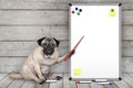 Serious pug puppy dog sitting down, pointing at blank white board with yellow notes and magnets, on wooden floor Royalty Free Stock Photo