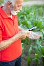 Senior agronomist or farmer examining corn seeds in a field Royalty Free Stock Photo