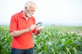 Serious senior, gray haired, agronomist or farmer in red shirt examining corn seeds with the magnifying glass Royalty Free Stock Photo