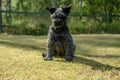 A serious shaggy schnauzer sits in the courtyard of a house and looks sternly at the camera, against a blurred Royalty Free Stock Photo