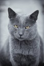 Serious, stern look, gray cat portrait. toned photo