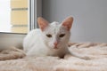 Serious white cat with green eyes is lying on a pink blanket near to the window and looking into the camera. Royalty Free Stock Photo