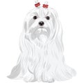 Serious white dog Maltese breed sitting