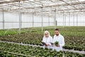 Serious workers in garden looking and touching plants