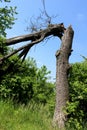 Seriously broken dead tree in a park with bushes around Royalty Free Stock Photo