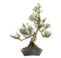 Serissa bonsai tree, Serissa foetida, isolated