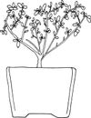 Serissa Foetida Bonsai Tree Vector Royalty Free Stock Photo